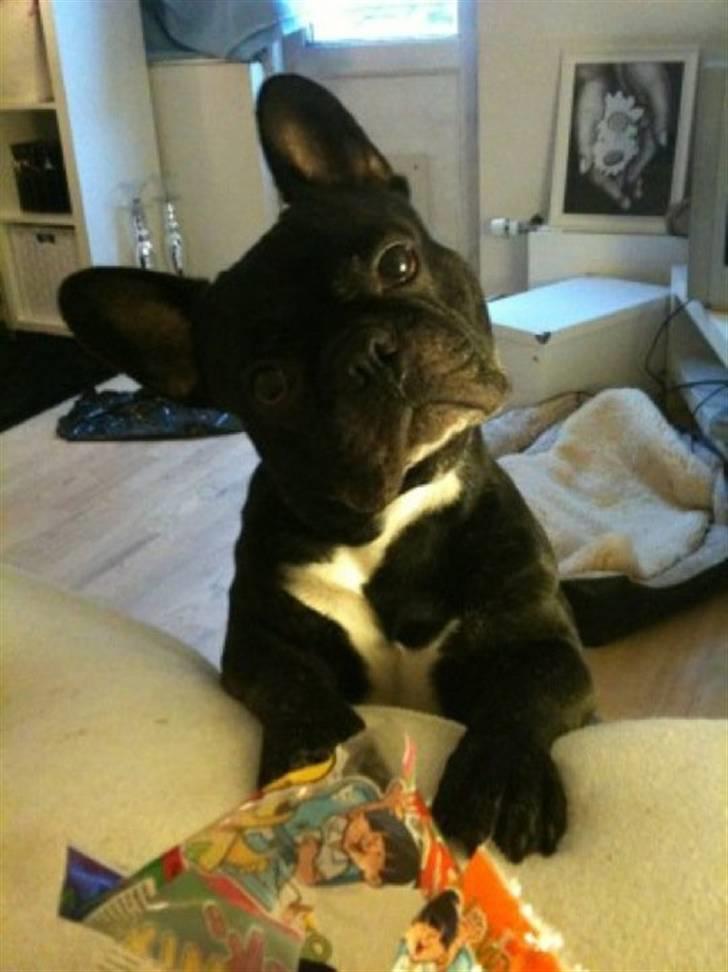 Fransk bulldog Gizmo - min brors :) billede 5