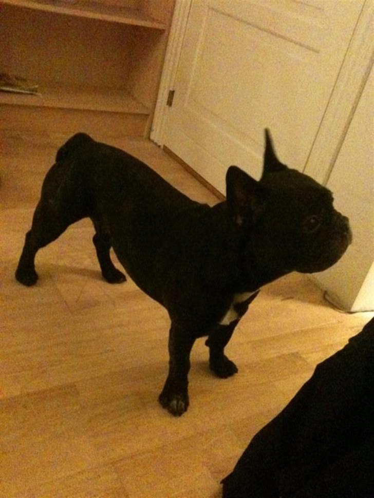 Fransk bulldog Gizmo - min brors :) billede 6