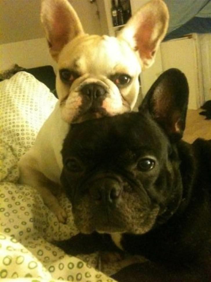 Fransk bulldog Gizmo - min brors :) billede 7