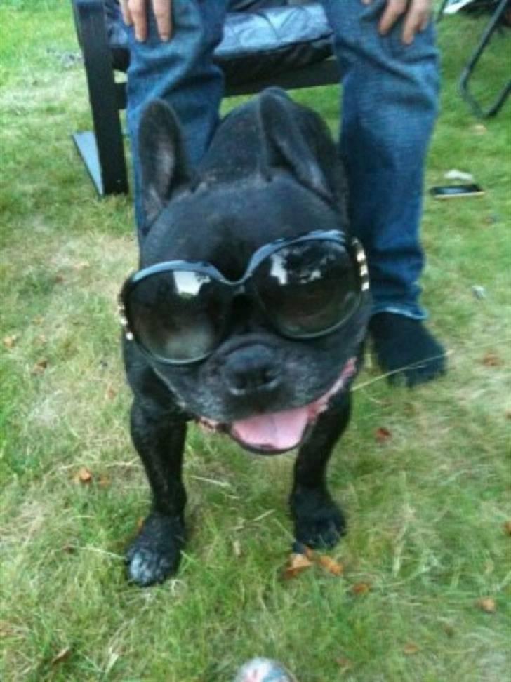 Fransk bulldog Gizmo - min brors :) billede 8