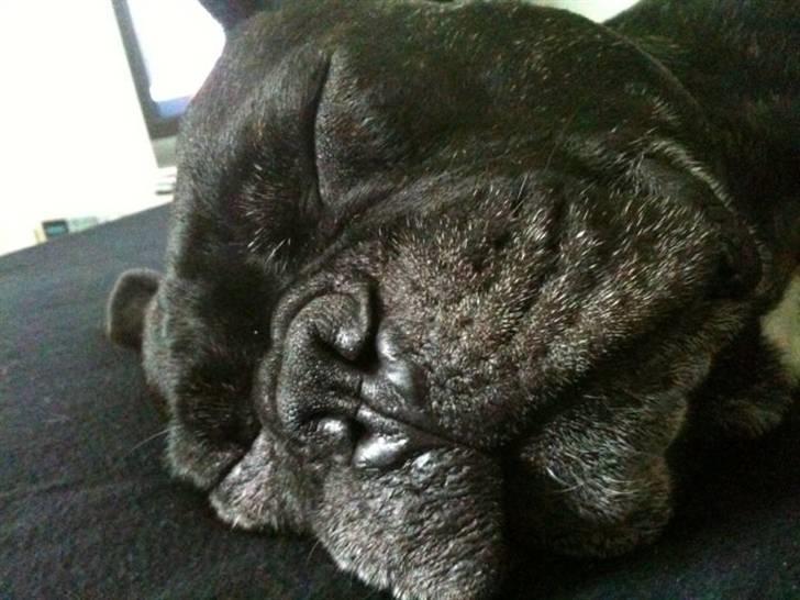 Fransk bulldog Gizmo - min brors :) billede 9