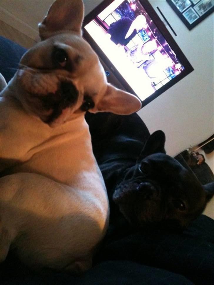 Fransk bulldog Gizmo - min brors :) billede 10