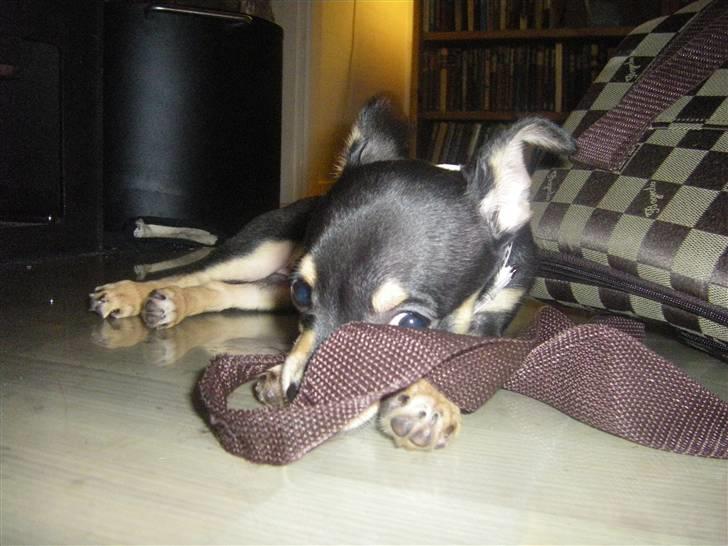 Chihuahua Fifi *RIP*  billede 12