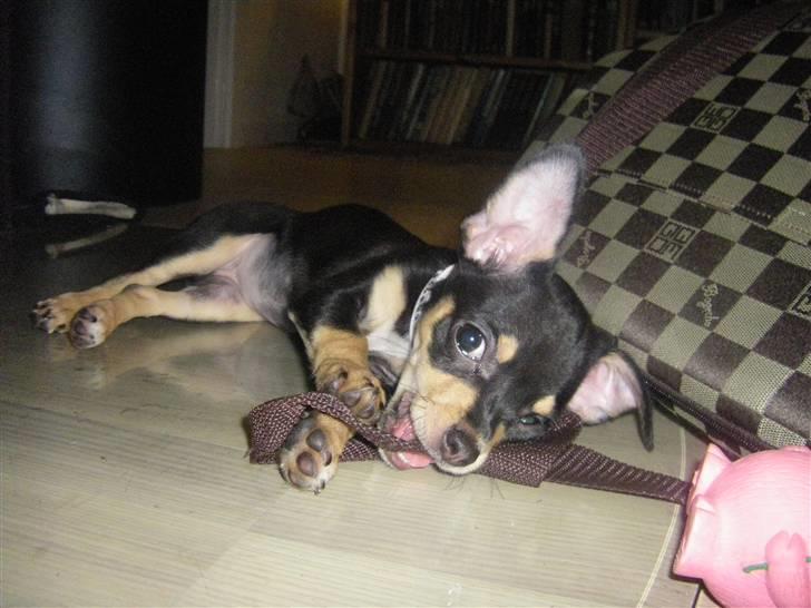 Chihuahua Fifi *RIP*  billede 13