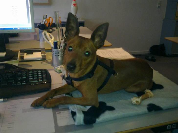 Dvaergpinscher Kalle billede 1