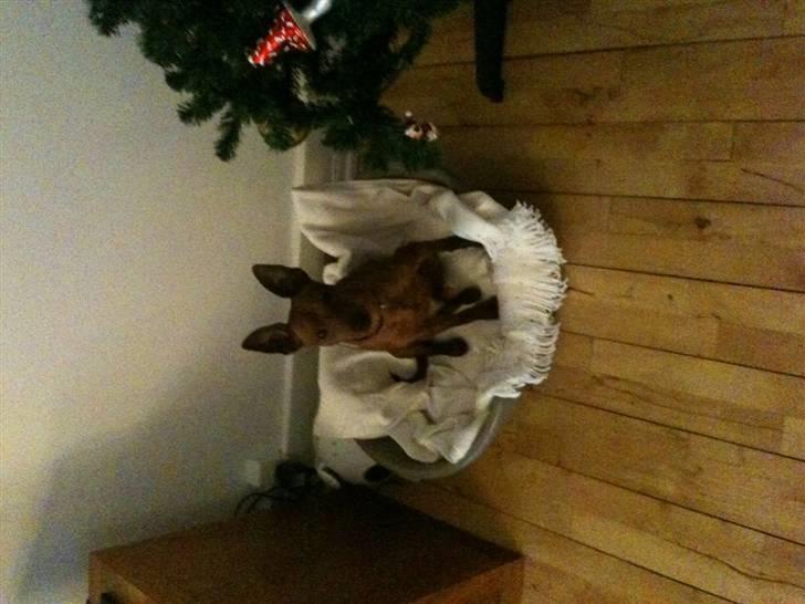 Dvaergpinscher Kalle billede 3