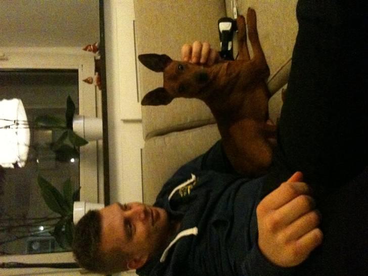 Dvaergpinscher Kalle billede 5