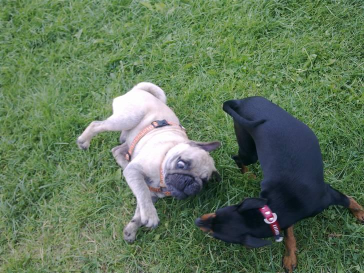 Mops Møffe billede 10