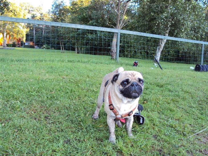 Mops Møffe billede 11