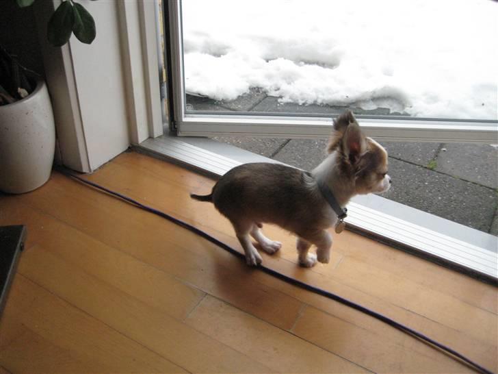 Chihuahua Smølfen billede 18