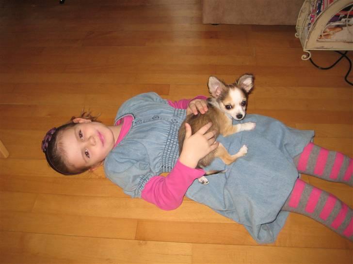 Chihuahua Smølfen billede 19