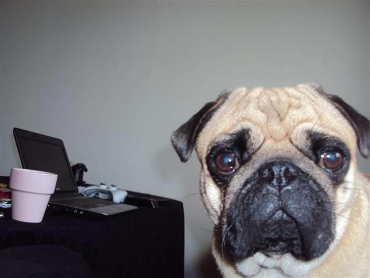 Mops Møffe billede 12