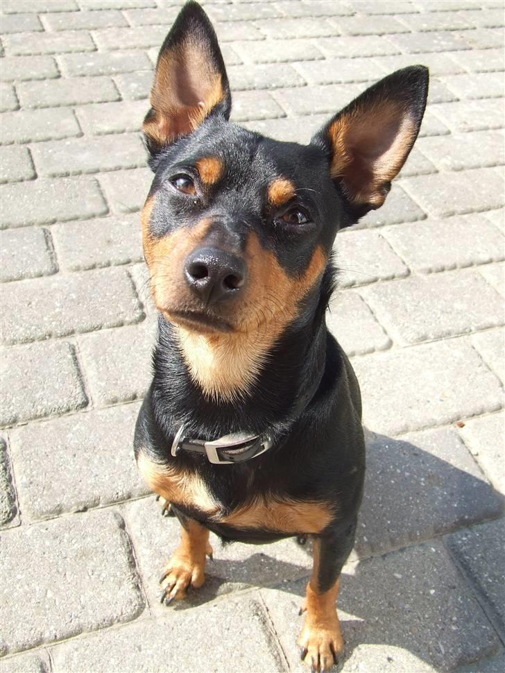 Dvaergpinscher Chico billede 4