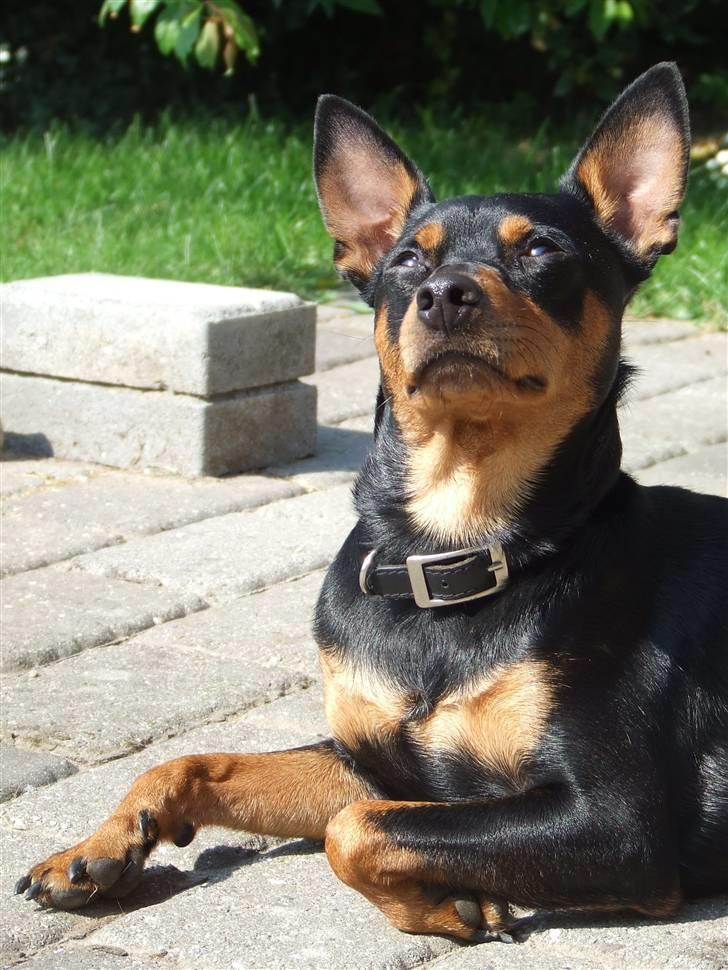 Dvaergpinscher Chico billede 5