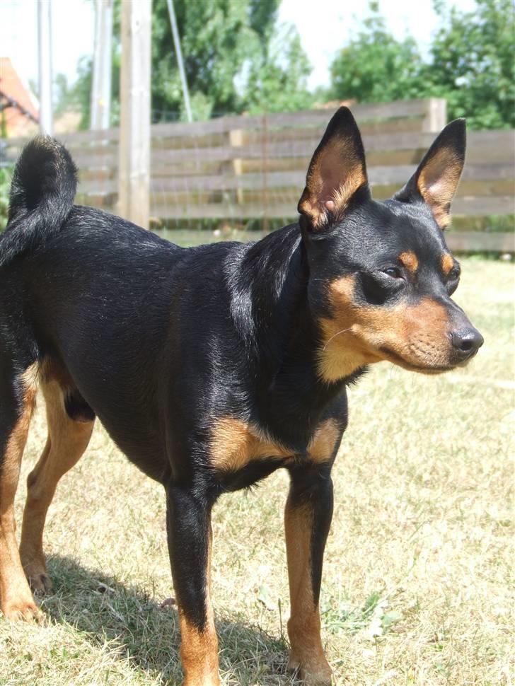 Dvaergpinscher Chico billede 6