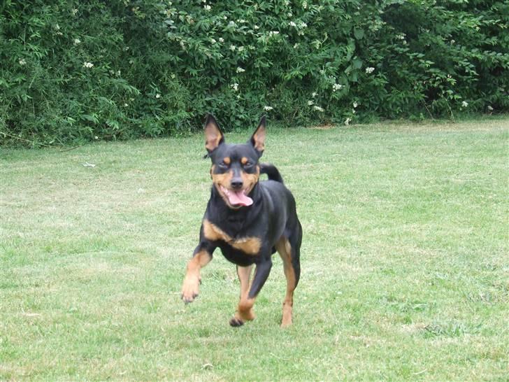 Dvaergpinscher Chico billede 7
