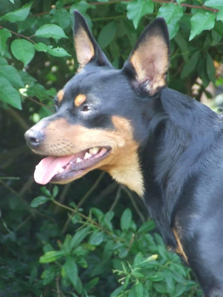 Dvaergpinscher Chico billede 8