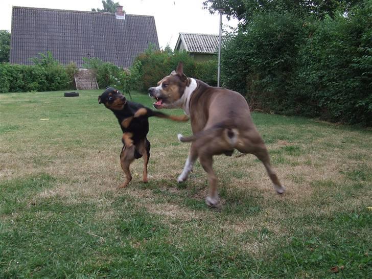 Dvaergpinscher Chico billede 9