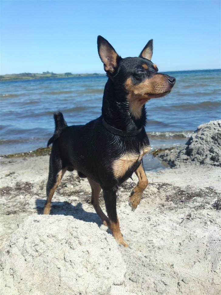 Dvaergpinscher Chico billede 10