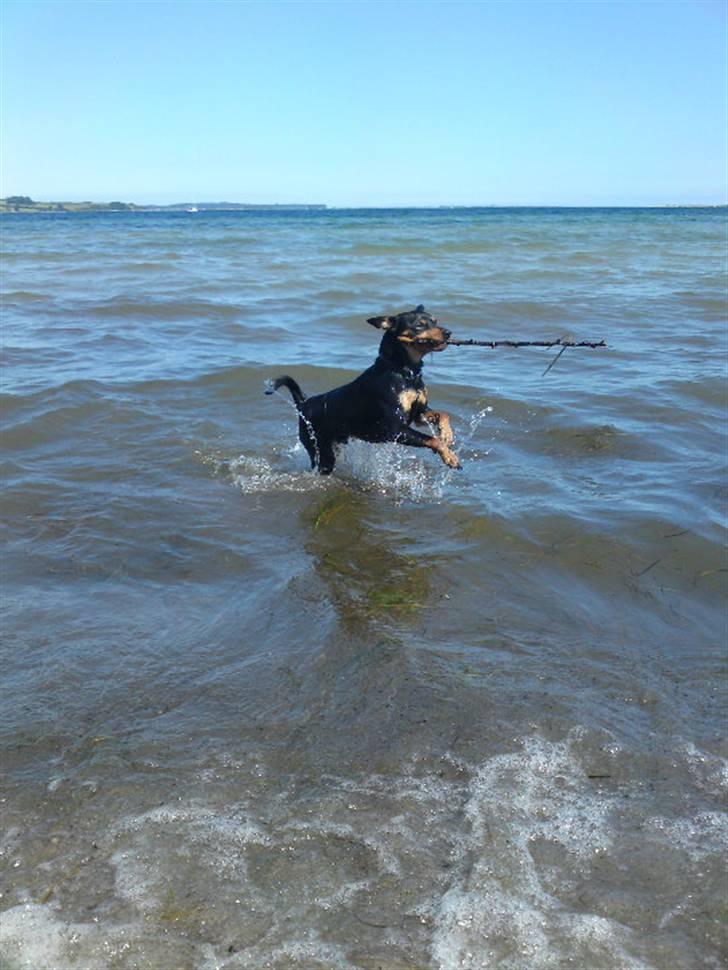 Dvaergpinscher Chico billede 11