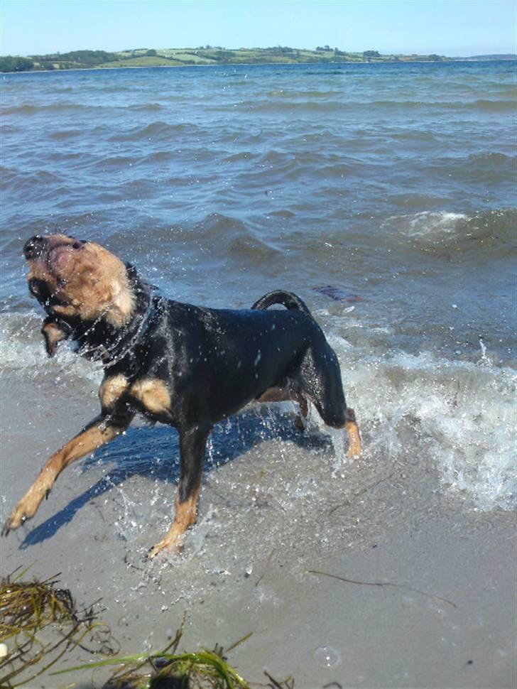 Dvaergpinscher Chico billede 12