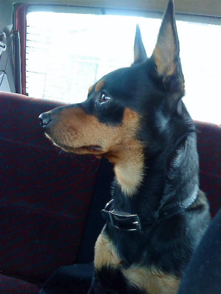 Dvaergpinscher Chico billede 13