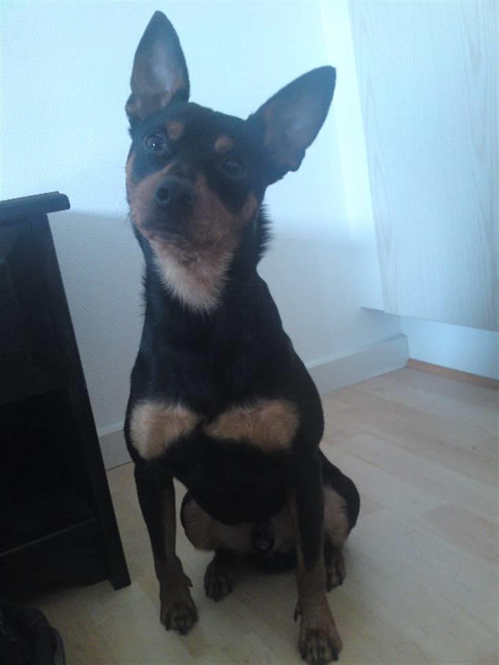 Dvaergpinscher Chico billede 14