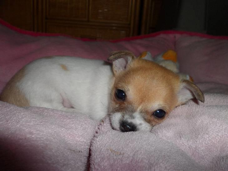 Chihuahua Number One billede 1