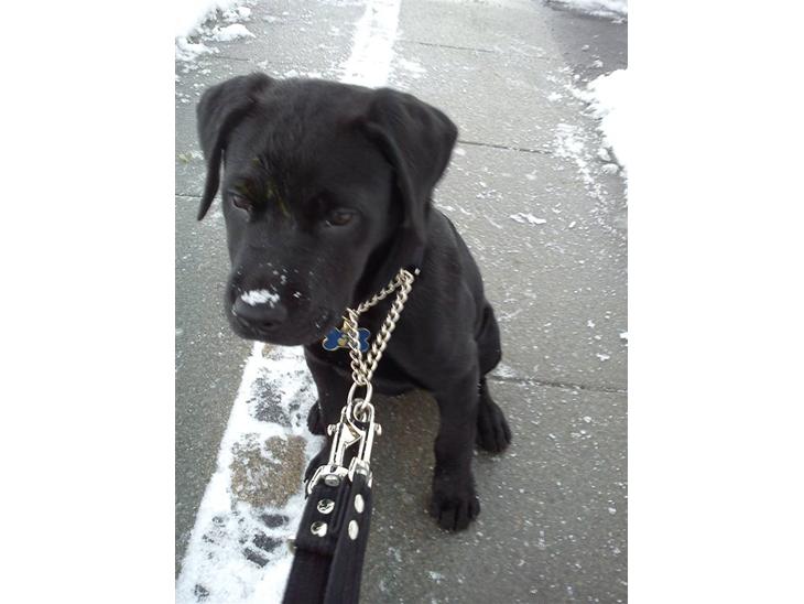 {{currentPhoto.altText}} billede {{currentPhoto.number}}