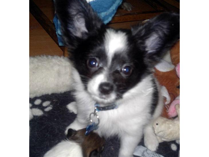 {{currentPhoto.altText}} billede {{currentPhoto.number}}