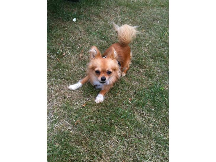 {{currentPhoto.altText}} billede {{currentPhoto.number}}