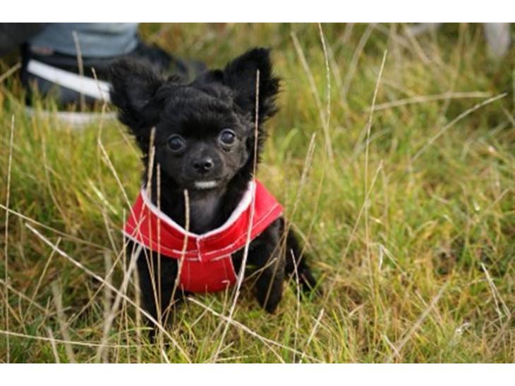 {{currentPhoto.altText}} billede {{currentPhoto.number}}