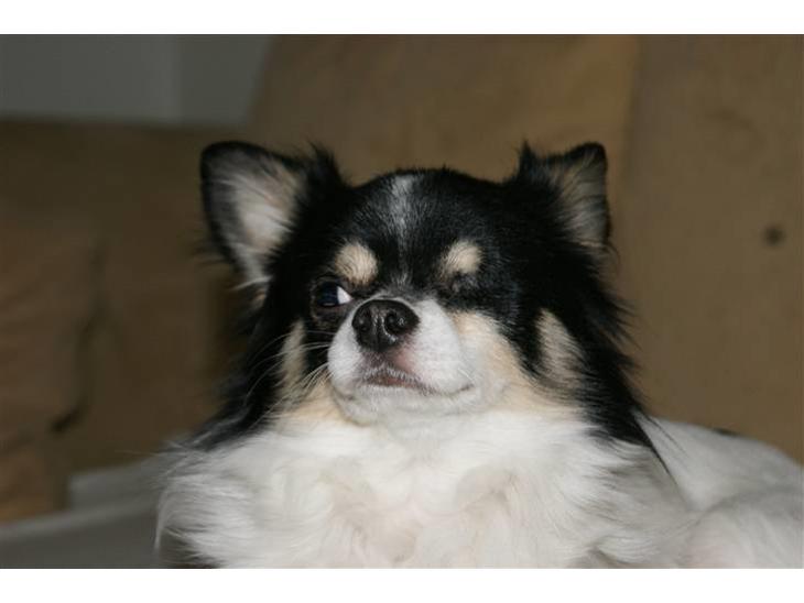 {{currentPhoto.altText}} billede {{currentPhoto.number}}