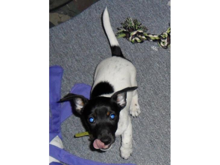 Jack russell terrier Bailey billede 1