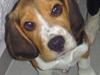Beagle Bailey (Himmelhund) [ Himmelhund]