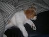 Cavalier king charles spaniel Ceres