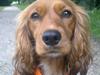 Blanding af racer (Cocker/Cavalier) Holly.