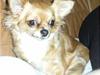 Chihuahua vesterborgs bella