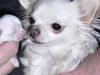 Chihuahua Vesterborgs Donna