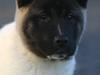 American Akita Kee