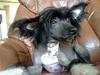 Chinese crested hårløs Eddie [ Himmelhund]