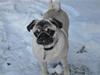 Mops Enya
