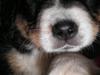 Berner sennenhund Gucci.....Solgt. [Tidl. hund]