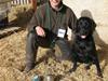 Labrador retriever Balder SOLGT