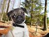 Mops Thilde