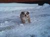 Engelsk bulldog Arnold 