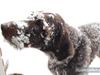 Ruhåret hønsehund Gibi<3 VBH! R.I.P!<3 [ Himmelhund]