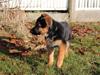 Schæferhund Lobo