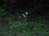 Staffordshire bull terrier Arthos