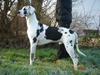 Grand danois DKCH Great Bel´s Quintus